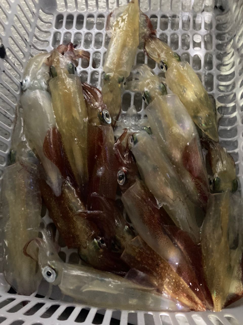 トキさんさんの釣果 2枚目の画像