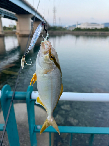 ネリゴの釣果