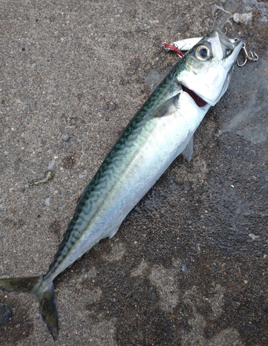 サバの釣果