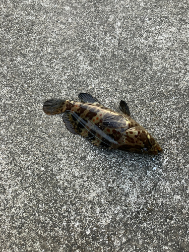 チャイロマルハタの釣果