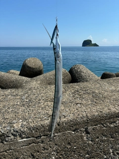 ダツの釣果