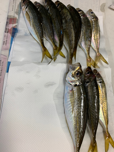 アジの釣果