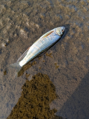 オイカワの釣果