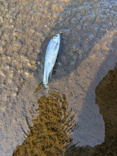 オイカワの釣果