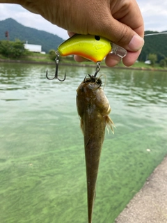 ナマズの釣果