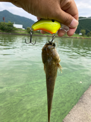 ナマズの釣果