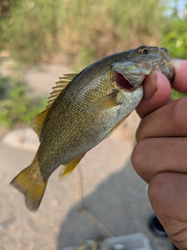 スモールマウスバスの釣果