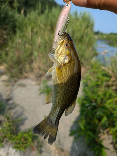 スモールマウスバスの釣果