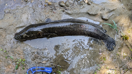 ライギョの釣果