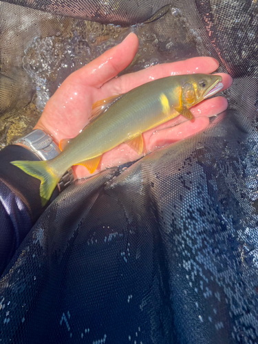 アユの釣果