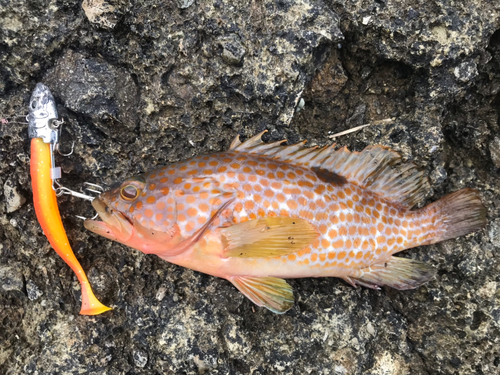 アコウの釣果