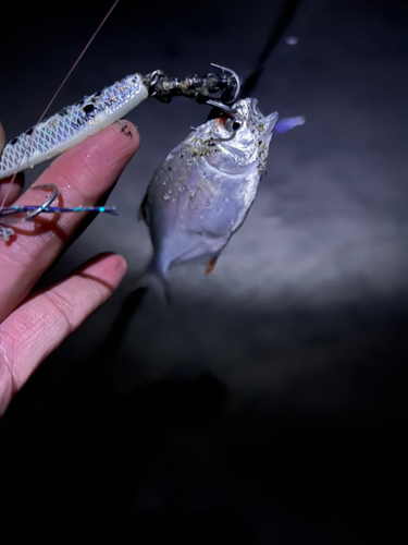 カイワリの釣果