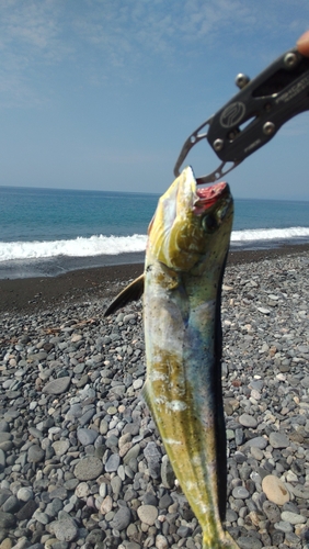 シイラの釣果