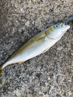 ツバスの釣果