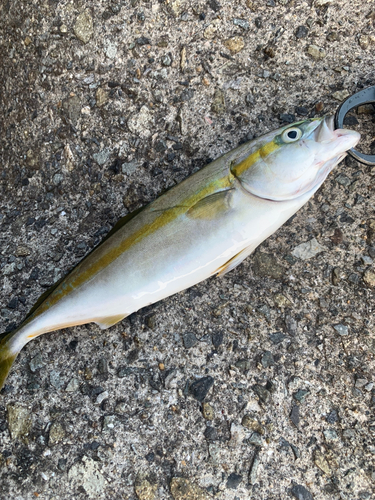 ツバスの釣果