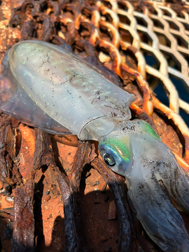 アオリイカの釣果