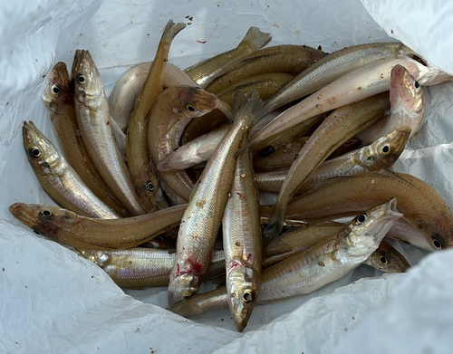 キスの釣果