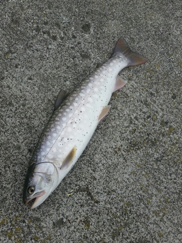 アメマスの釣果