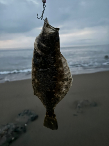 ソゲの釣果