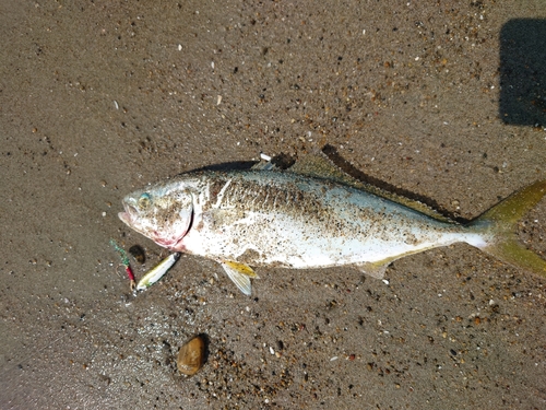 ワカシの釣果