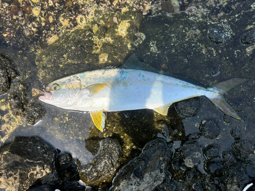 ヒラマサの釣果