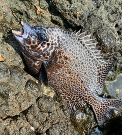 イシガキダイの釣果