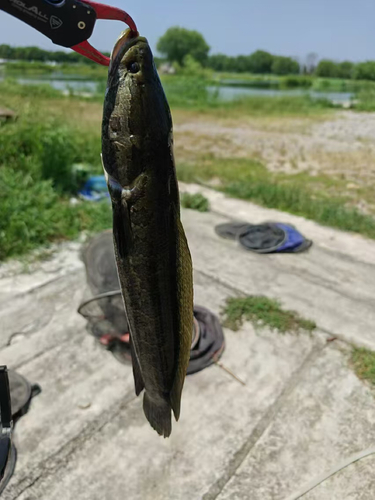 ライギョの釣果