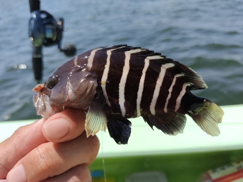 マハタモドキの釣果