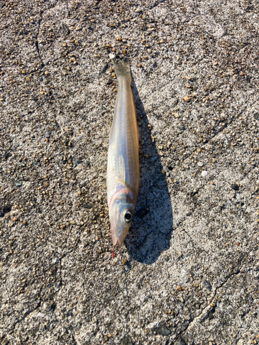 キスの釣果