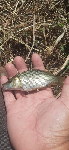 フナの釣果