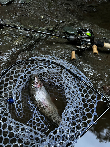 ニジマスの釣果