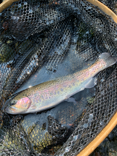 ニジマスの釣果