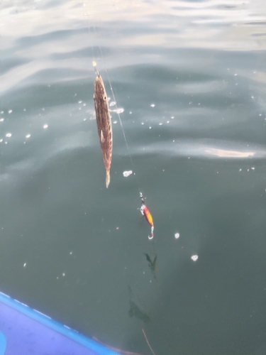 アカカマスの釣果