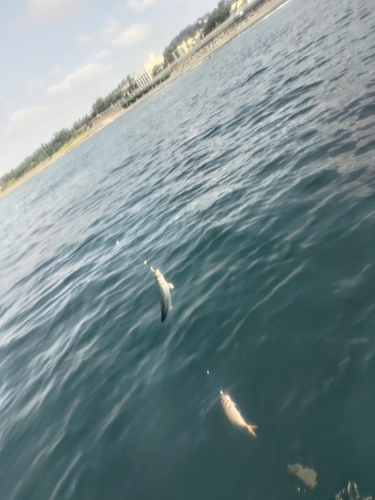 イワシの釣果