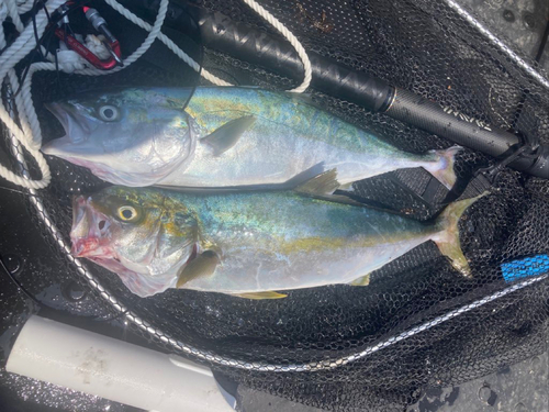 ハマチの釣果