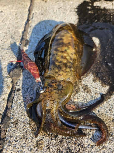 アオリイカの釣果