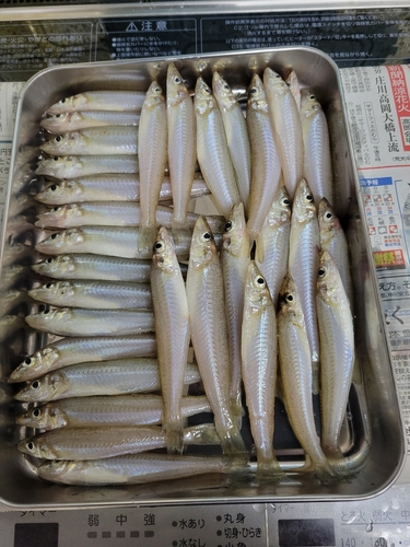 シロギスの釣果