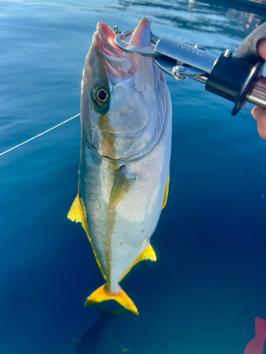 ヒラマサの釣果