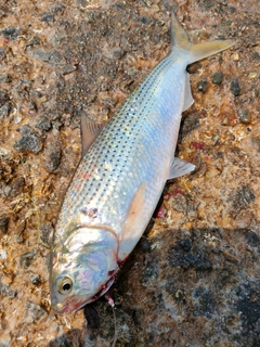 コノシロの釣果