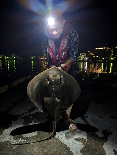 エイの釣果