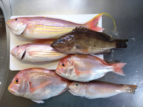 シロアマダイの釣果