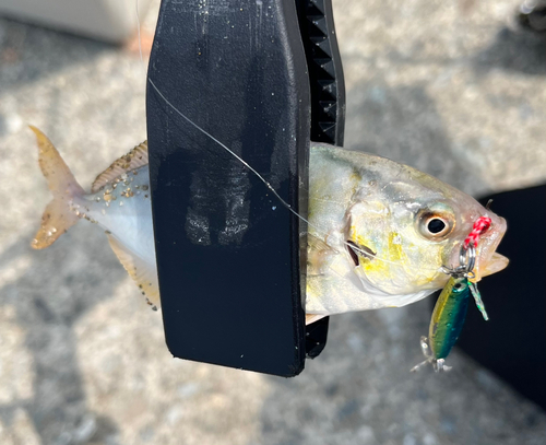 ショゴの釣果