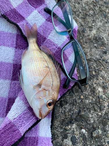 タイの釣果