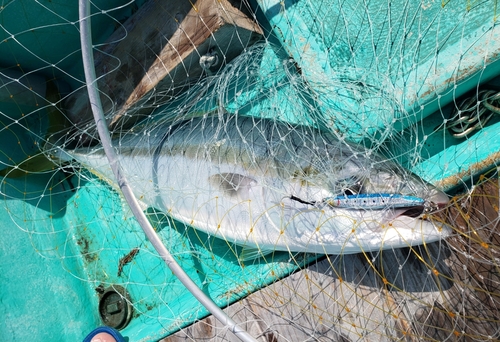 イナダの釣果