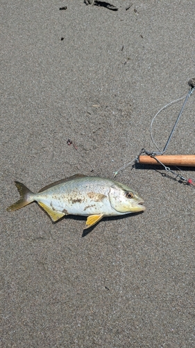 ショゴの釣果