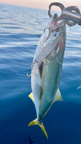 イナダの釣果