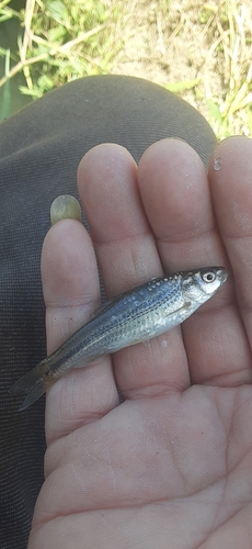 モロコの釣果