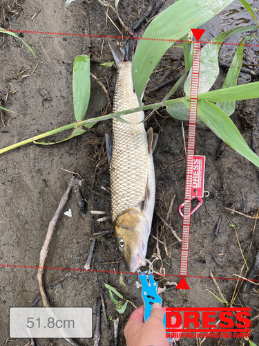 ニゴイの釣果