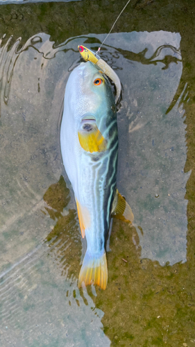 シマフグの釣果