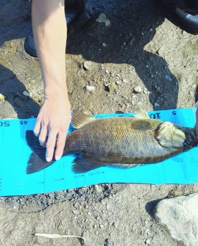 スモールマウスバスの釣果